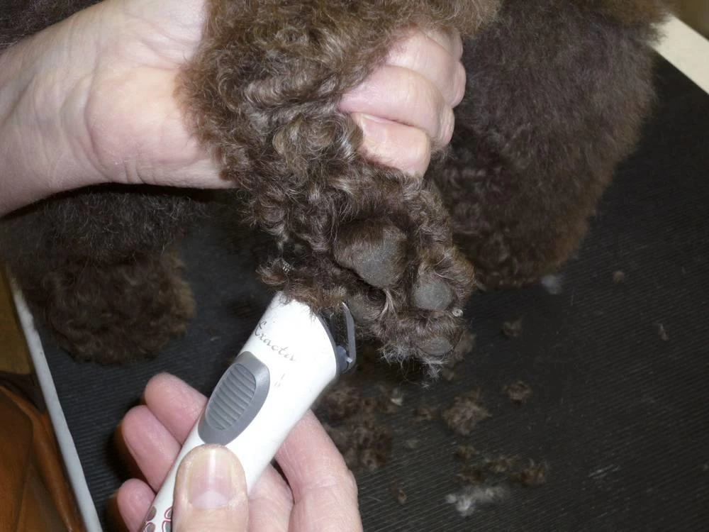 AESCULAP Tondeuse Pour Chiens Exacta Sans Fil Blanc 8 AESCULAP Tondeuse Pour Chiens Exacta Sans Fil Blanc – Image 6