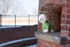 AMIPLAY Sweat-shirt à Capuche Texas Rouge 40cm -Royal Croquettes Promos Magasin fre pl AMIPLAY Sweat shirt a capuche Texas rouge 40cm 28487 4