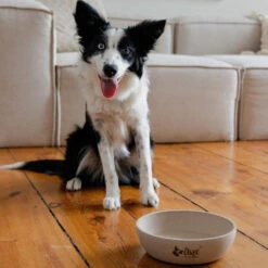 DINGO- Bol Antidérapant En Fibre De Bambou - 1500ml -Royal Croquettes Promos Magasin fre pl DINGO Bol antiderapant en fibre de bambou 1500ml 29828 4