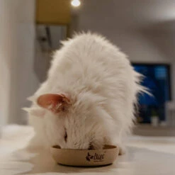 DINGO- Bol Antidérapant En Fibre De Bambou - 1500ml -Royal Croquettes Promos Magasin fre pl DINGO Bol antiderapant en fibre de bambou 1500ml 29828 5