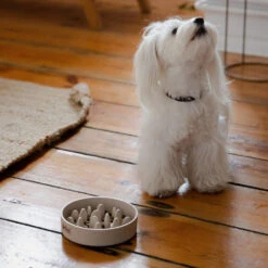 DINGO- Bol Lent En Fibre De Bambou- 800ml -Royal Croquettes Promos Magasin fre pl DINGO bol lent en fibre de bambou 800ml 29822 4