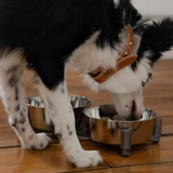 DINGO-set D'alimentation -2x1120 Ml 9 DINGO-set D'alimentation -2x1120 Ml -Royal Croquettes Promos Magasin fre pl DINGO set dalimentation 2x1120 ml 29836 4