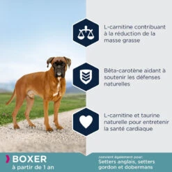 Eukanuba Adult Breed Specific Boxer 12kg 9 Eukanuba Adult Breed Specific Boxer 12kg -Royal Croquettes Promos Magasin fre pl Eukanuba Adult Breed Specific Boxer 12kg 15577 4