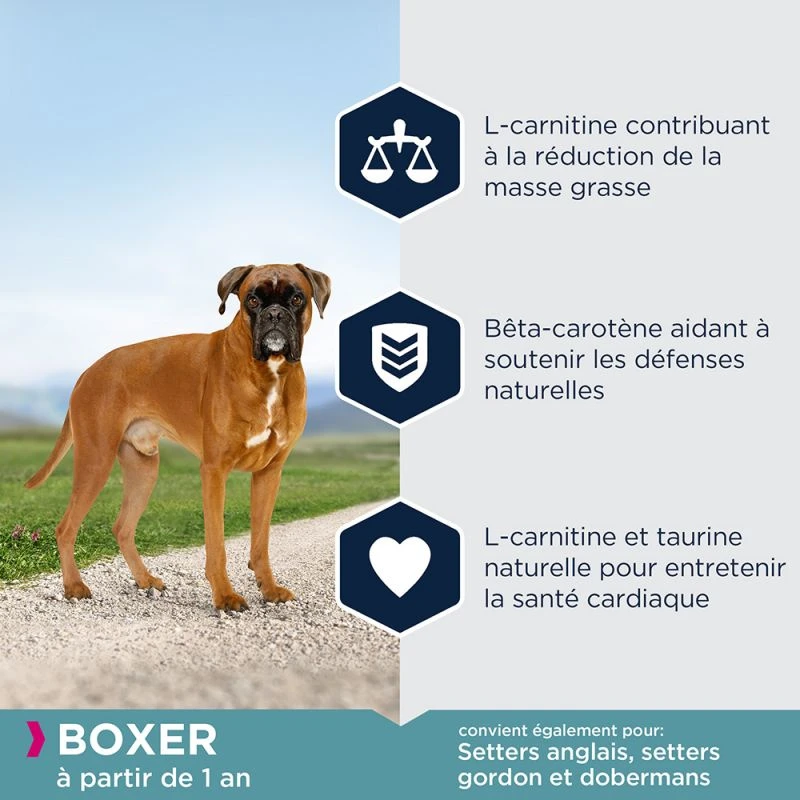 Eukanuba Adult Breed Specific Boxer 12kg 6 Eukanuba Adult Breed Specific Boxer 12kg – Image 4