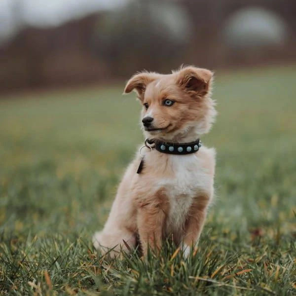 Hunter Modica Collier De Chien En Cuir XS-S- 35 Cm 4 Hunter Modica Collier De Chien En Cuir XS-S- 35 Cm – Image 2