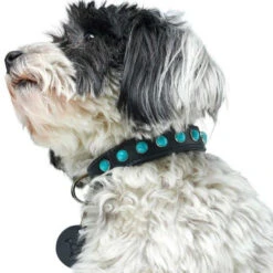 Hunter Modica Collier De Chien En Cuir XS-S- 40 Cm -Royal Croquettes Promos Magasin fre pl Hunter Modica collier de chien en cuir XS S 40 cm 28232 5