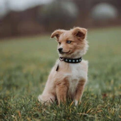 Hunter Modica Collier Pour Chien En Cuir XXS-XS 25cm 9 Hunter Modica Collier Pour Chien En Cuir XXS-XS 25cm -Royal Croquettes Promos Magasin fre pl Hunter Modica collier pour chien en cuir XXS XS 25cm 28229 2