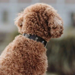 Hunter Mombasa Collier De Chien En Cuir XS-S- 40 Cm 9 Hunter Mombasa Collier De Chien En Cuir XS-S- 40 Cm -Royal Croquettes Promos Magasin fre pl Hunter Mombasa collier de chien en cuir XS S 40 cm 28235 3