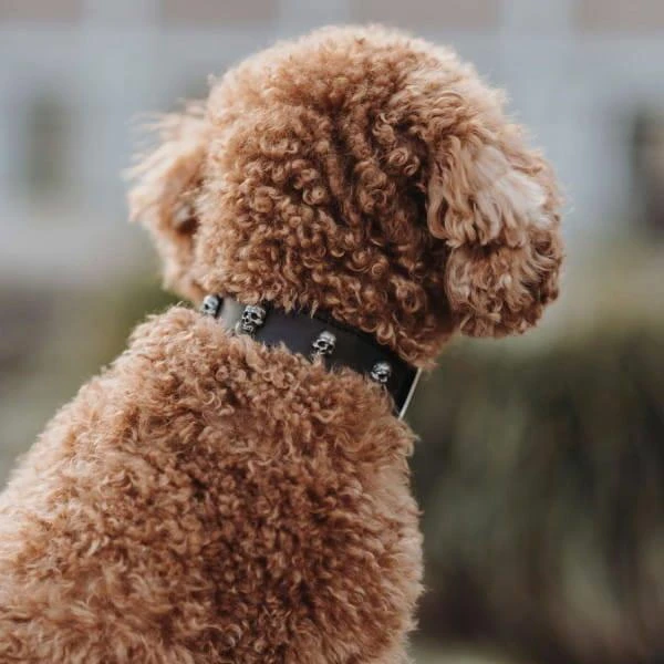 Hunter Mombasa Collier De Chien En Cuir XS-S- 40 Cm 5 Hunter Mombasa Collier De Chien En Cuir XS-S- 40 Cm – Image 3