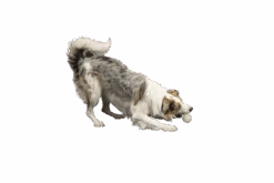 Kiwi Walker Let's Play GLOW BALL Maxi Balle -Royal Croquettes Promos Magasin fre pl Kiwi Walker Lets Play GLOW BALL Maxi balle 29862 3