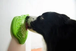 Pet Dream House 2-in-1 Slow Feeding Bowl Orange Eas 7 Pet Dream House 2-in-1 Slow Feeding Bowl Orange Eas -Royal Croquettes Promos Magasin fre pl Pet Dream House 2 in 1 slow feeding bowl Orange Eas 25985 3