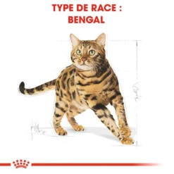 ROYAL CANIN Bengal Adult 2kg 12 ROYAL CANIN Bengal Adult 2kg -Royal Croquettes Promos Magasin fre pl ROYAL CANIN Bengal Adult 2kg 15883 3