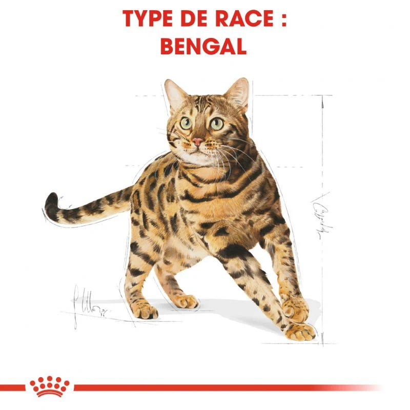 ROYAL CANIN Bengal Adult 2kg 7 ROYAL CANIN Bengal Adult 2kg â Image 5