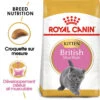 ROYAL CANIN British Shorthair Kitten 2kg -Royal Croquettes Promos Magasin fre pl ROYAL CANIN British Shorthair Kitten 2kg 16882 1