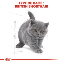 ROYAL CANIN British Shorthair Kitten 2kg -Royal Croquettes Promos Magasin fre pl ROYAL CANIN British Shorthair Kitten 2kg 16882 6