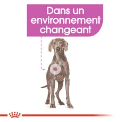 ROYAL CANIN CCN Maxi Relax Care 3kg 11 ROYAL CANIN CCN Maxi Relax Care 3kg -Royal Croquettes Promos Magasin fre pl ROYAL CANIN CCN Maxi Relax Care 3kg 16274 5
