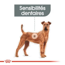 ROYAL CANIN CCN Medium Dental Care 3kg -Royal Croquettes Promos Magasin fre pl ROYAL CANIN CCN Medium Dental Care 3kg 10073 7