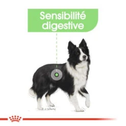 ROYAL CANIN CCN Medium Digestive Care 3kg 12 ROYAL CANIN CCN Medium Digestive Care 3kg -Royal Croquettes Promos Magasin fre pl ROYAL CANIN CCN Medium Digestive Care 3kg 16277 7