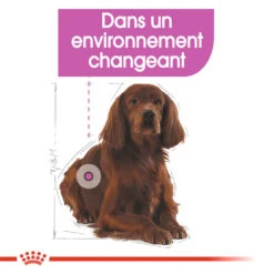ROYAL CANIN CCN Medium Relax Care 1kg -Royal Croquettes Promos Magasin fre pl ROYAL CANIN CCN Medium Relax Care 1kg 16278 5
