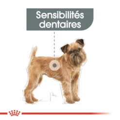 ROYAL CANIN CCN Mini Dental Care 8kg + Hector Gratuit 11 ROYAL CANIN CCN Mini Dental Care 8kg + Hector Gratuit -Royal Croquettes Promos Magasin fre pl ROYAL CANIN CCN Mini Dental Care 8kg hector gratuit 29934 6