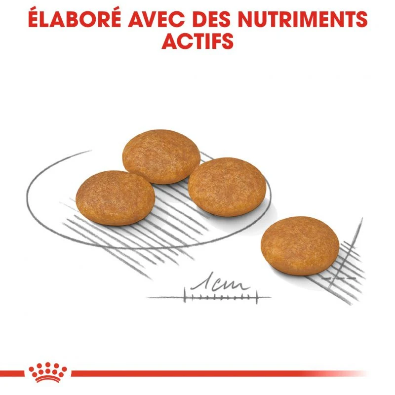 ROYAL CANIN CCN Mini Dermacomfort 3kg + OVER ZOO Délicatesse 100g GRATUIT 5 ROYAL CANIN CCN Mini Dermacomfort 3kg + OVER ZOO Délicatesse 100g GRATUIT – Image 3