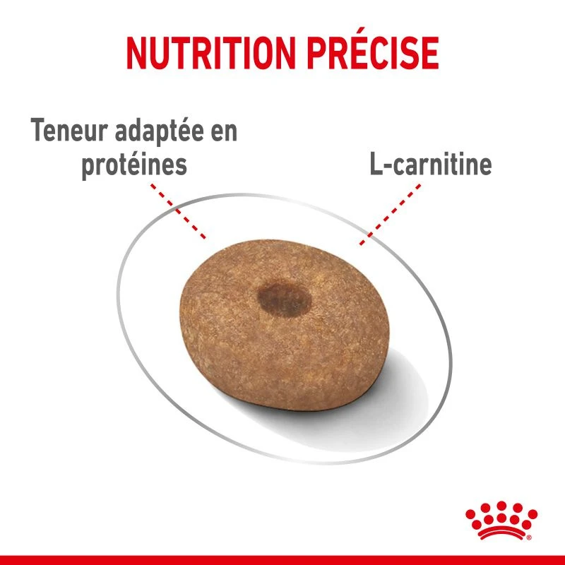 ROYAL CANIN CCN Mini Light Weight Care 3kg + ORIJEN Original Chien 340g Gratuit 8 ROYAL CANIN CCN Mini Light Weight Care 3kg + ORIJEN Original Chien 340g Gratuit – Image 6