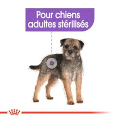 ROYAL CANIN CCN Sterilised Mini Pâté 12x85g -Royal Croquettes Promos Magasin fre pl ROYAL CANIN CCN Sterilised Mini Pate 12x85g 10088 5