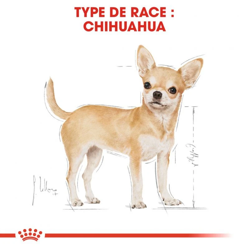 ROYAL CANIN Chihuahua Adult 1,5kg 6 ROYAL CANIN Chihuahua Adult 1,5kg – Image 4