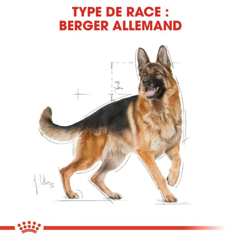 ROYAL CANIN German Shepherd Adult 11kg 6 ROYAL CANIN German Shepherd Adult 11kg – Image 4