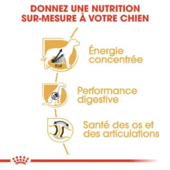 ROYAL CANIN Great Dane Adult 12kg -Royal Croquettes Promos Magasin fre pl ROYAL CANIN Great Dane Adult 12kg 9213 5