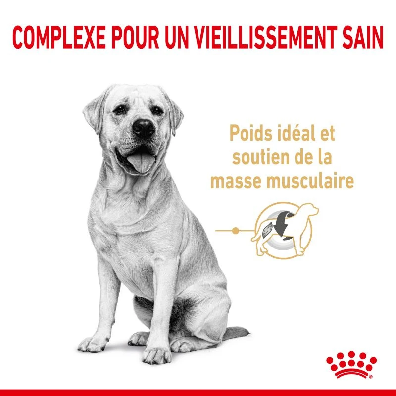 ROYAL CANIN Labrador Retriever Adult5+ 12kg 6 ROYAL CANIN Labrador Retriever Adult5+ 12kg – Image 4