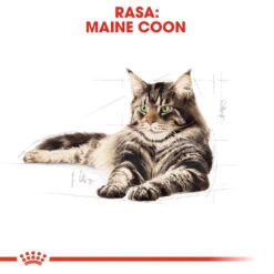 ROYAL CANIN Maine Coon Adult 10kg + Surprise Pour Votre Chat GRATUITES ! -Royal Croquettes Promos Magasin fre pl ROYAL CANIN Maine Coon Adult 10kg surprise pour votre chat GRATUITES 17885 5