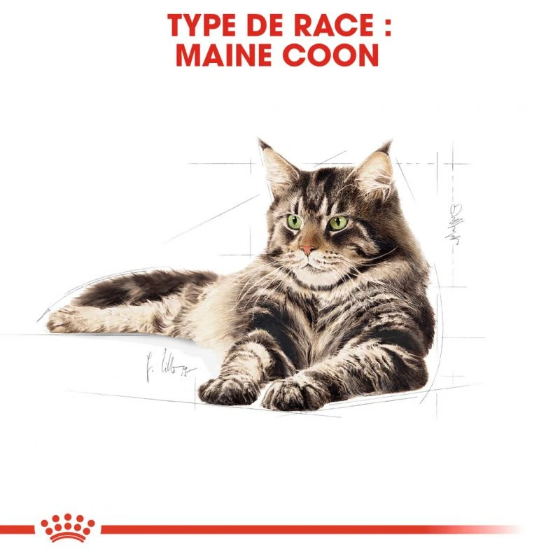 ROYAL CANIN Maine Coon Adult 2kg 5 ROYAL CANIN Maine Coon Adult 2kg – Image 3