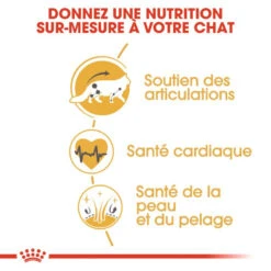 ROYAL CANIN Maine Coon Adult 400g -Royal Croquettes Promos Magasin fre pl ROYAL CANIN Maine Coon Adult 400g 16070 5