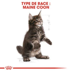ROYAL CANIN Maine Coon Kitten 10kg 11 ROYAL CANIN Maine Coon Kitten 10kg -Royal Croquettes Promos Magasin fre pl ROYAL CANIN Maine Coon Kitten 10kg 16072 4
