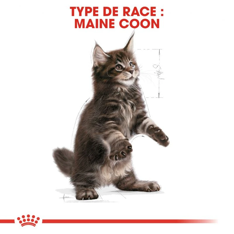 ROYAL CANIN Maine Coon Kitten 2kg 8 ROYAL CANIN Maine Coon Kitten 2kg – Image 6