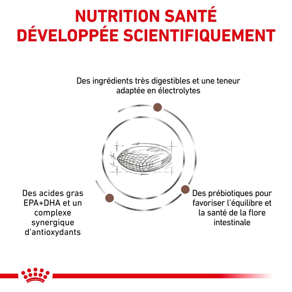 ROYAL CANIN Skin Hairball Gastrointestinal 4kg + Surprise Pour Votre Chat GRATUITES ! 6 ROYAL CANIN Skin Hairball Gastrointestinal 4kg + Surprise Pour Votre Chat GRATUITES ! – Image 4