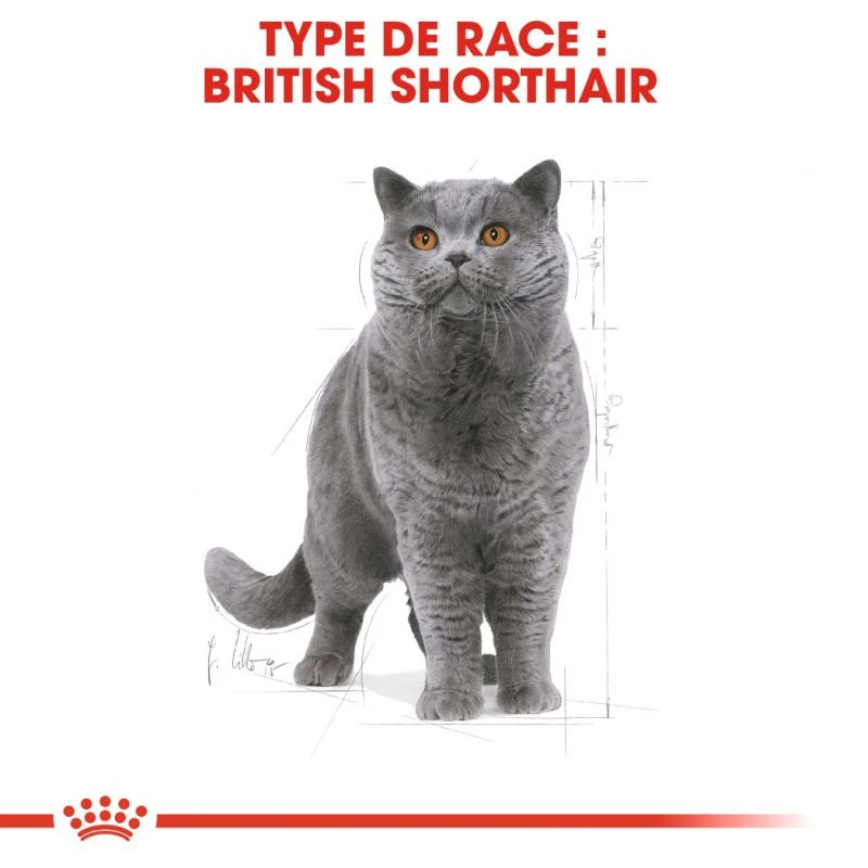 Royal Canin British Shorthair Adult 400g 5 Royal Canin British Shorthair Adult 400g – Image 3