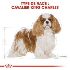 Royal Canin Cavalier King Charles Spaniel Adult 1,5kg -Royal Croquettes Promos Magasin fre pl Royal Canin Cavalier King Charles Spaniel Adult 1 5kg 9143 3