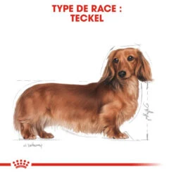 Royal Canin Dachshund Adult 7,5kg -Royal Croquettes Promos Magasin fre pl Royal Canin Dachshund Adult 7 5kg 9149 6