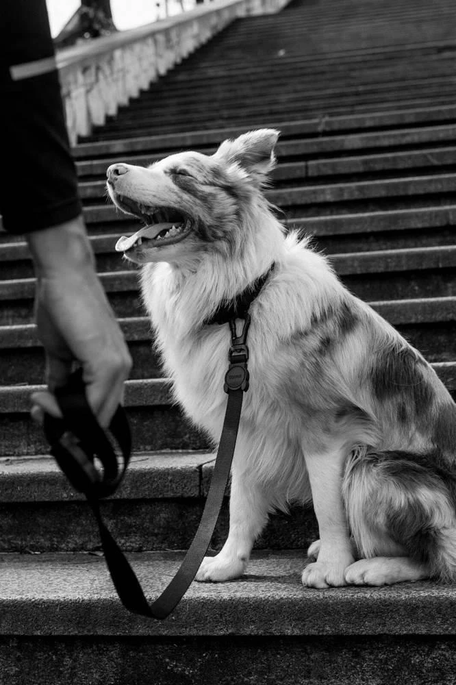 ZEE DOG GOTHAM L Laisse Pour Chien 5 ZEE DOG GOTHAM L Laisse Pour Chien – Image 3