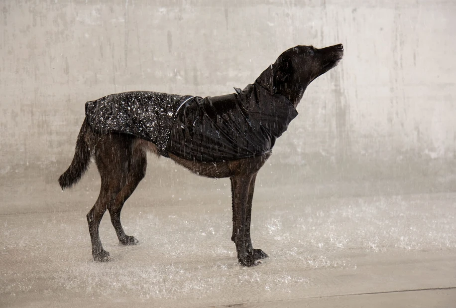 ZEE DOG Ozzy Imperméable Pour Votre Chien S 4 ZEE DOG Ozzy Imperméable Pour Votre Chien S – Image 2