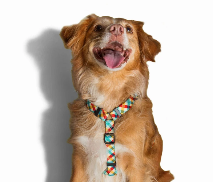 ZEE DOG PHANTOM Harnais Pour Chien S 4 ZEE DOG PHANTOM Harnais Pour Chien S – Image 2