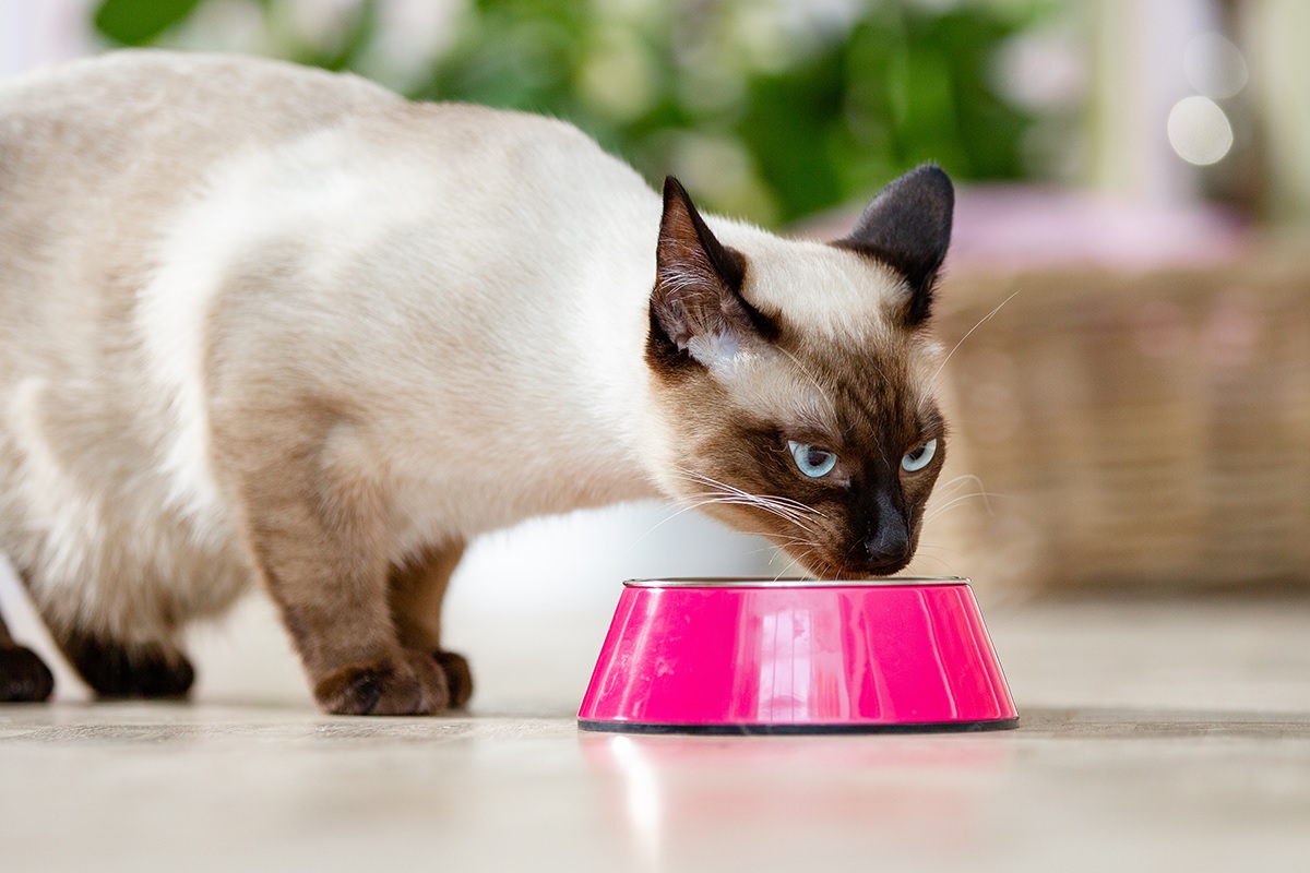 Royal Croquettes Promos Magasin -Royal Croquettes Promos Magasin hrthhtee